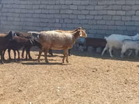 Carnero, Ordabasy sheep — foto 6