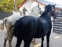 Hengst, Pferde — Foto 7