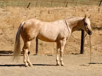 Iapă, Quarter Horse — foto 6