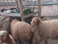 Sheep, Sheep — photo 4