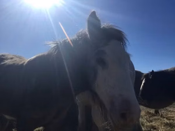 Cal, Gypsy horse