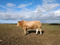 Bulle, Blonde d’Aquitane cattle — Foto 1