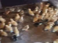 Ducks — 5-rasm
