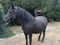 Jument, Hucul pony — photo 7
