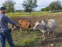 सांड, ज़ेबू — फ़ोटो 5