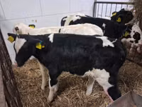 Bou, Russian Black pied cattle — foto 7