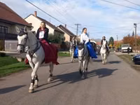 Iapă, Lipizzaner — foto 5