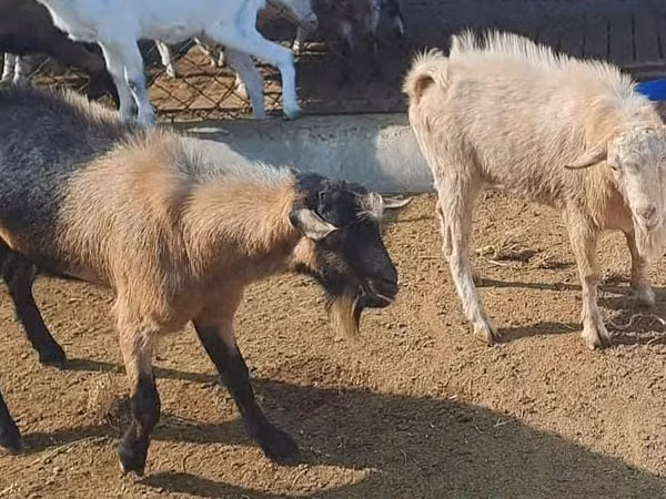 Țap, Saanen goat