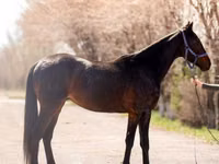 Hengst, Thoroughbred horse — Foto 4