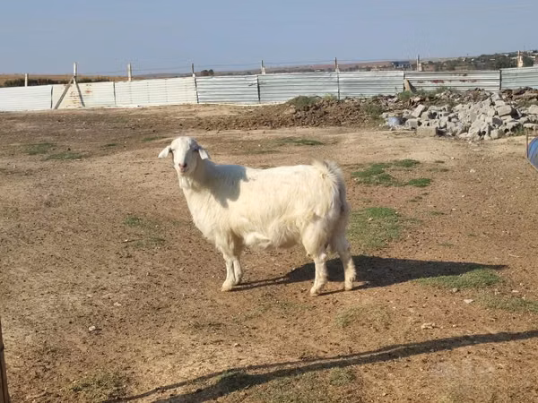 Dişi keçi, Saanen goat