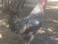 Gallina eslovena barrada — foto 1