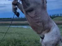 Caballo, Caballos — foto 3