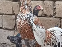 بليموث روك — الصورة 1