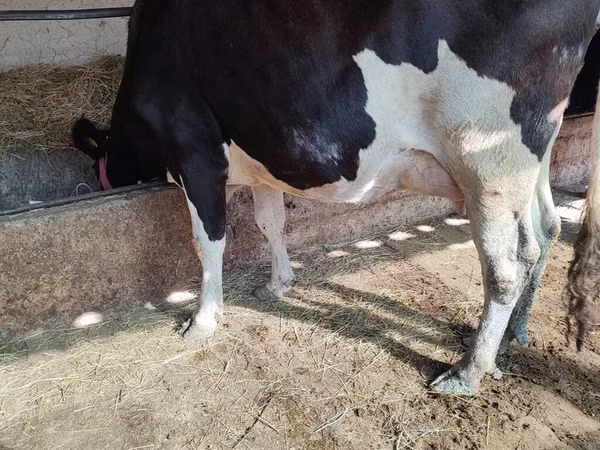 Vacă, Rasa Holstein