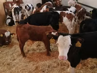 Bull, Limousin cow — photo 4