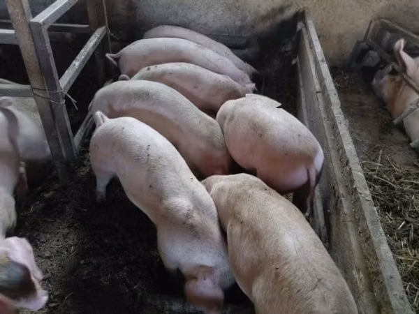 Cerdos (lote, sexo no especificado), Cerdos