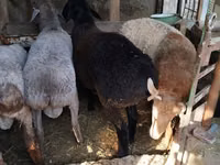 母羊, Sheep — 照片 3
