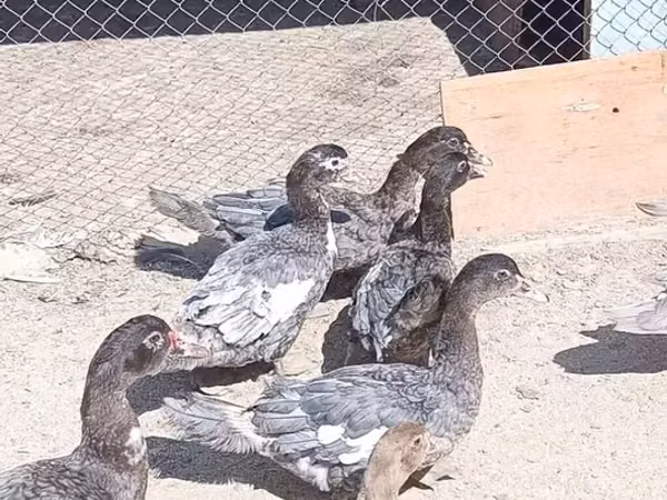 مولارد