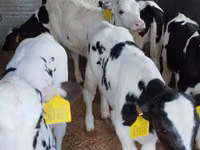 İribuynuzlu mal-qara (partiya, cinsi göstərilməyib), Russian Black pied cattle — foto 4