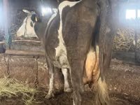 Cow, Russian Black pied cattle — photo 2