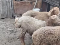 Ram, Sheep — photo 4