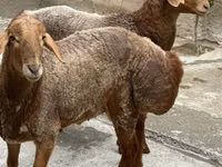 كبش, الأغنام — الصورة 3
