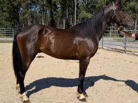Cavalo, Morgan — foto 1