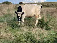 ثور, Russian Black pied cattle — الصورة 2