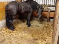 Hengst, Friesian — Foto 4