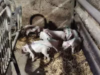 Säue, Schweine — Foto 1