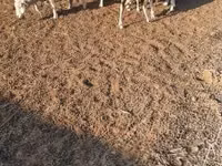 Qoyun, Merino sheep — foto 4