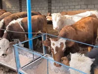 Toro, Aberdeen-Angus — foto 3