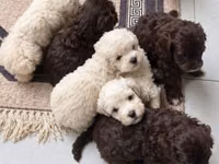 Məhsul: Toy pudel balaları • Növ: Toy Poodle (miniatür) • Mənşə — сүрөт 4