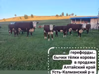 Bovine (lot, sex nespecificat), Aberdeen-Angus — foto 4