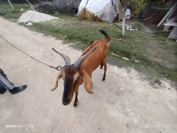Goat, Nubian Goat