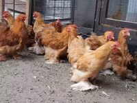 Pékin Bantam — photo 7