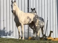 Aygʻir, Kentucky mountain daddle horse — 3-rasm