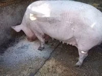 母猪, Pigs — 照片 8