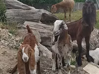 Țap, Nubian Goat — foto 1