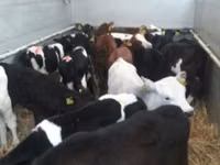Rinder (Partie, Geschlecht nicht angegeben), Russian Black pied cattle — Foto 1