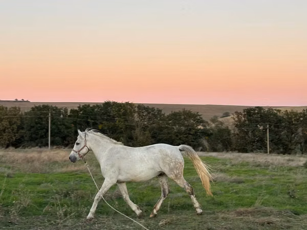 公马, Horses