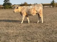 गाय, Charolais cattle — फ़ोटो 3