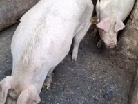 Säue — Foto 5