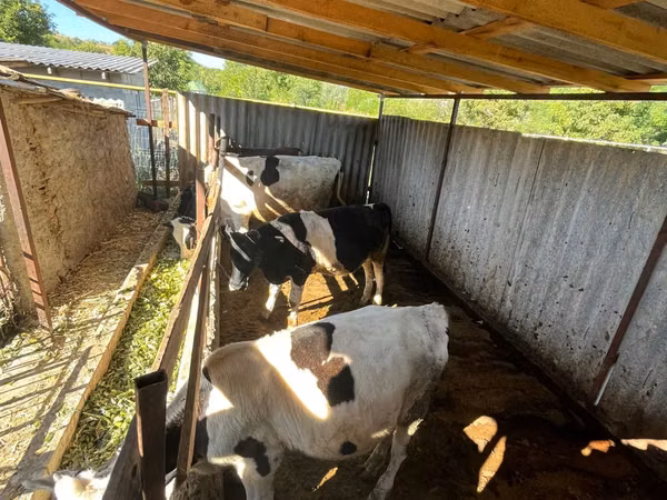 Bou, Bovine — Republica Moldova