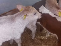 公牛, Cattle — 照片 6