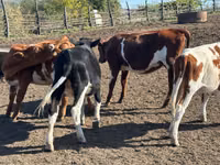 Vacă, Bovine — foto 3