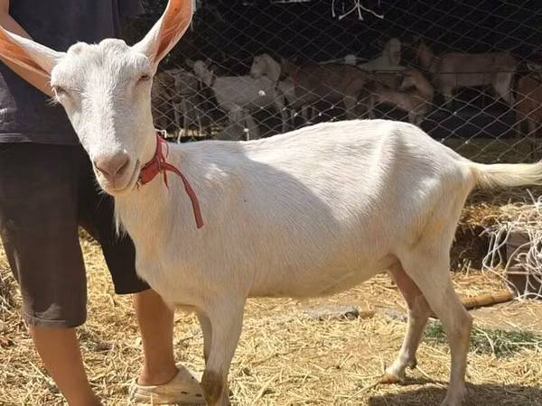 Capră, Saanen goat