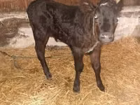 Toro, Ganado vacuno — foto 5