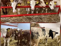 Bulle, Simmental cattle — Foto 1