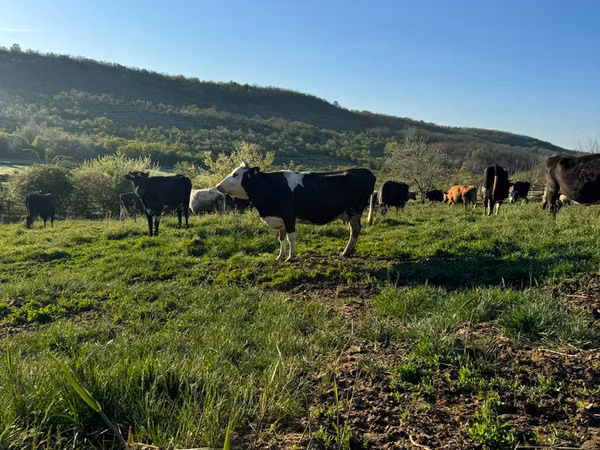 Bou, Rasa Holstein
